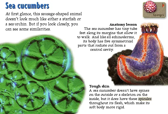 Sea cucumbers