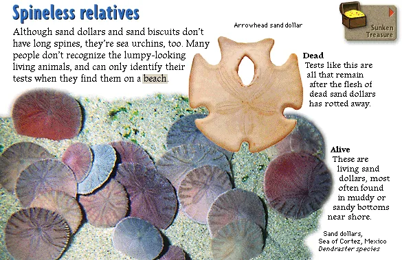 Spineless relatives