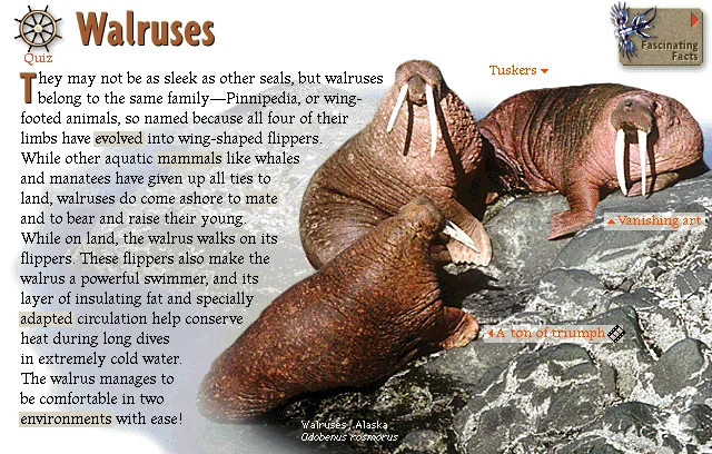 Walruses