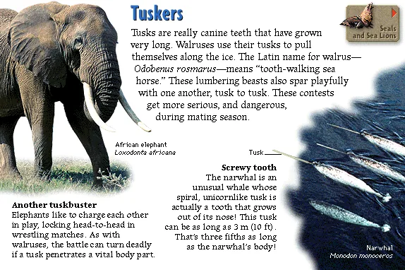 Tuskers