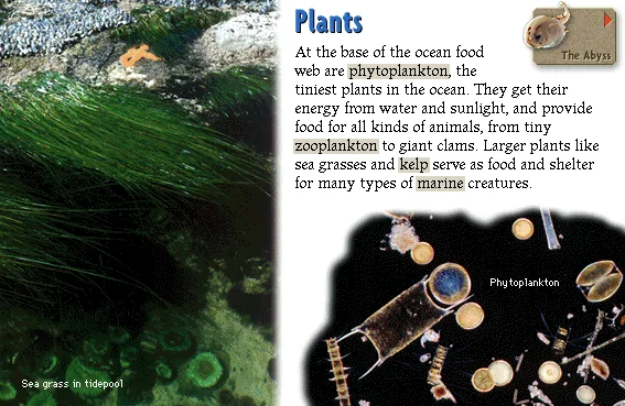 Plants