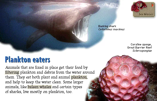 Plankton eaters