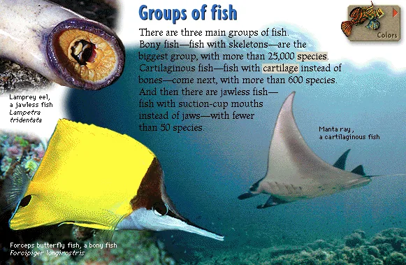 Groups of fish