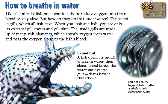 How to breathe in water