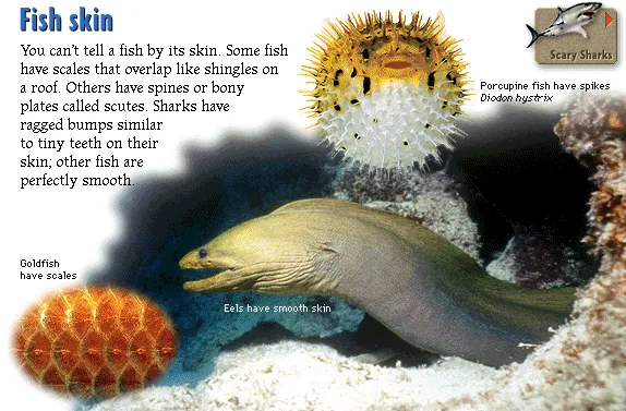 Fish skin