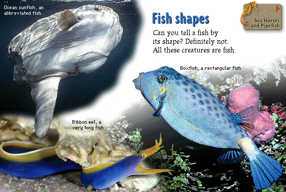 Fish shapes