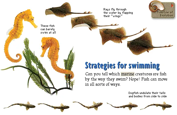 Strategies for swimming