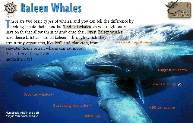 Baleen Whales