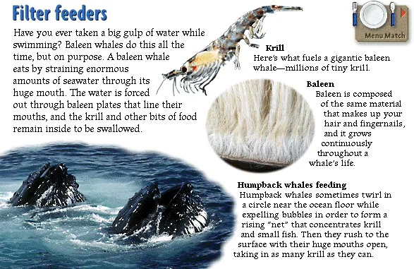 Filter feeders