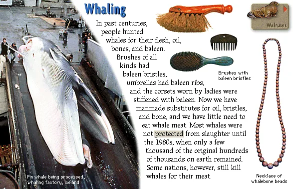 Whaling