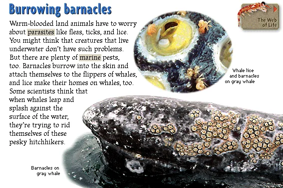 Burrowing barnacles