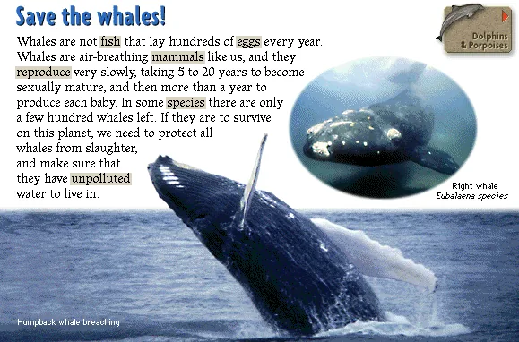 Save the whales!