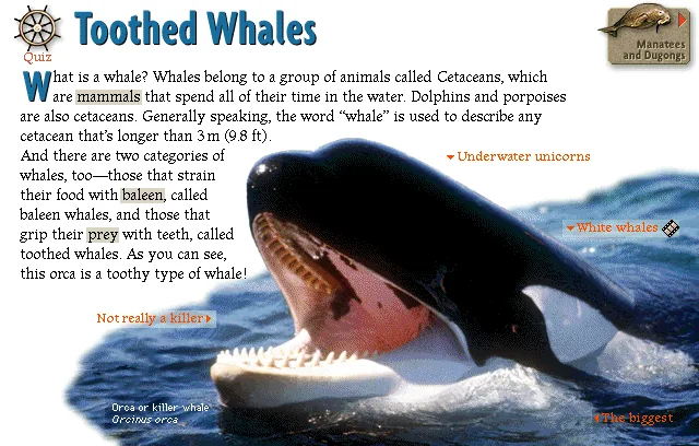 Toothed Whales