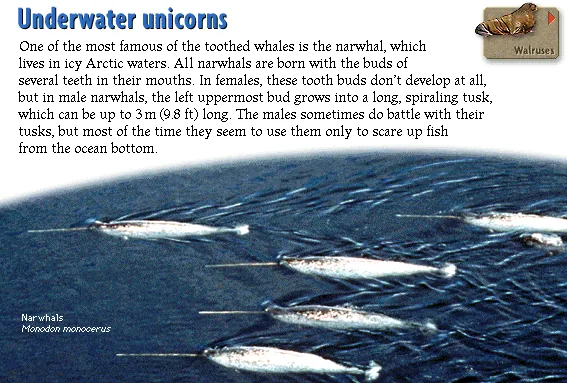 Underwater unicorns
