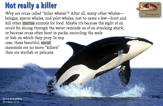 Not really a killer