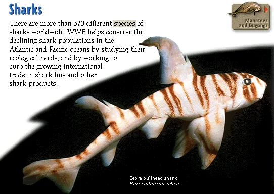 Sharks