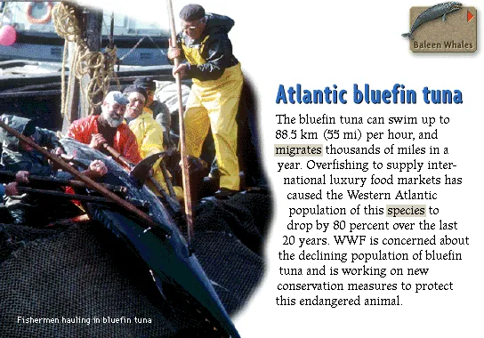 Atlantic bluefin tuna