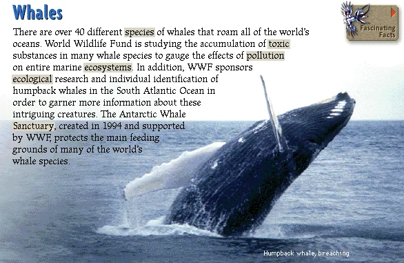 Whales